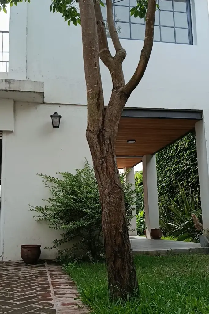 Patio verde